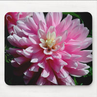 Pink Dahlia